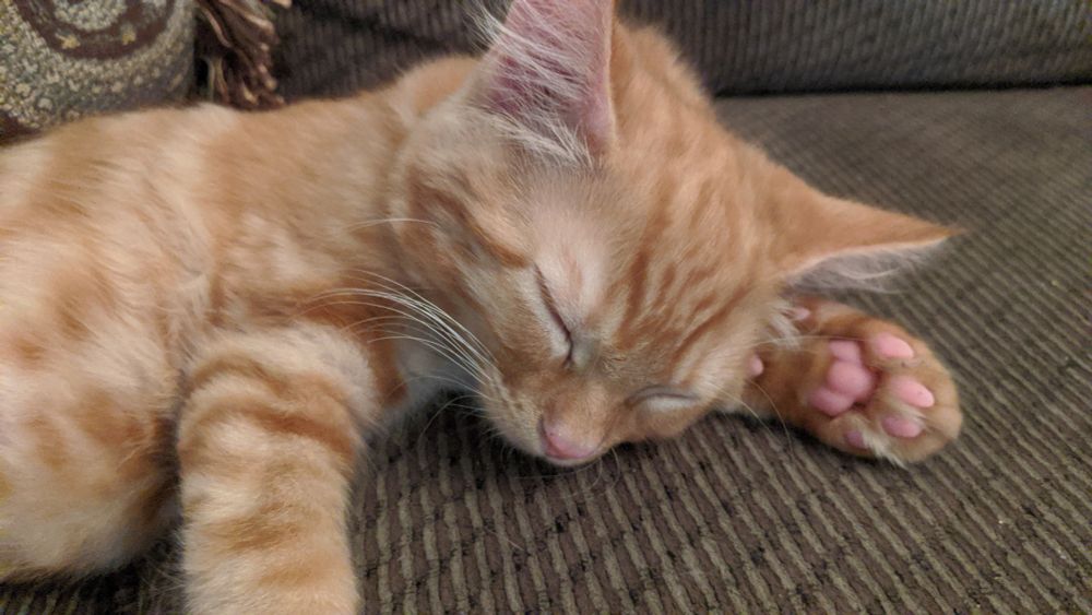 A baby orange kitten is sleeping on a green brown couch. One front paw with very pink beans is under his head