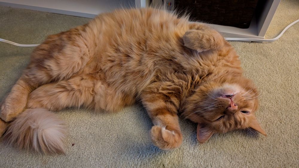 An orange fuzzy cat is rolled upside down on light green carpet. He's got a really derpy expression on his face (eyes half closed, mouth slightly open)