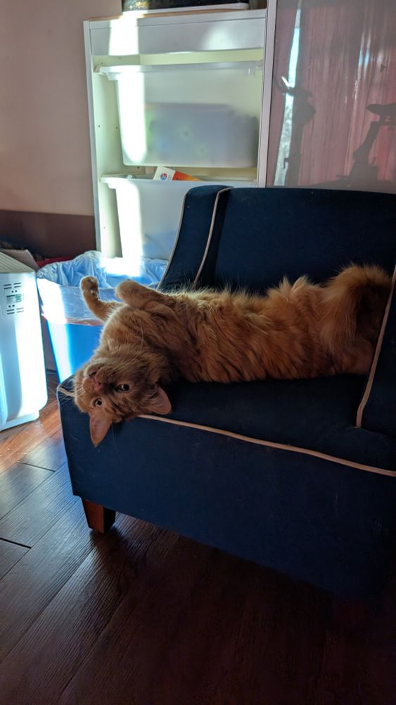 An orange cat is upside down on his little blue wing chair with his front paws sticking up and a very playful expression on his face