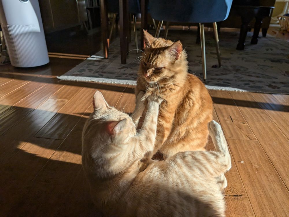 A super sweet orange cat is sitting in the morning sunshine on a wood floor. His little bro, a lighter blonde cat, is beside him with front paws on his chest clearly looking to play. Alex is giving little bro some serious stink face. It was very early and if Alex was human he would definitely be looking for some coffee before dealing with these shenanigans 