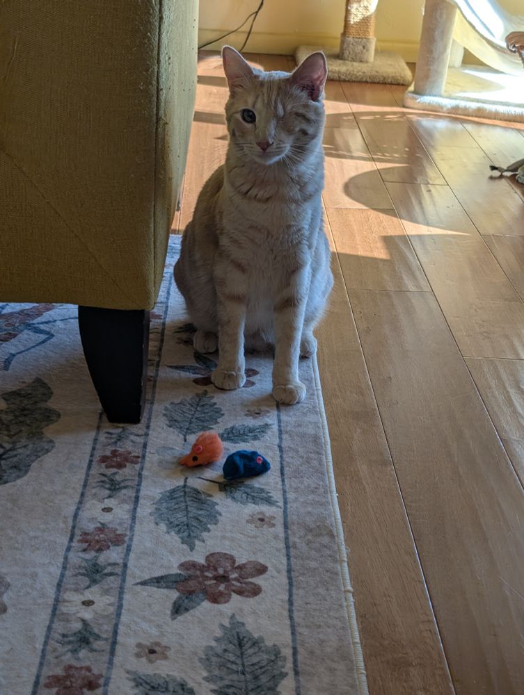 A light orange cat is sitting looking proudly at the camera with his one eye. In front of him are two toy mice that he's dug out from the cat toy basket