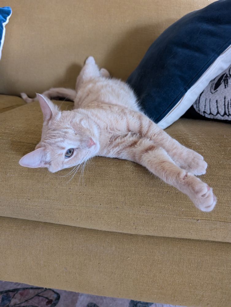 A blonde orange cat is stretched out on a yellow couch with his belly up. He has one lovely brown eye looking at the camera and his front paws are extended