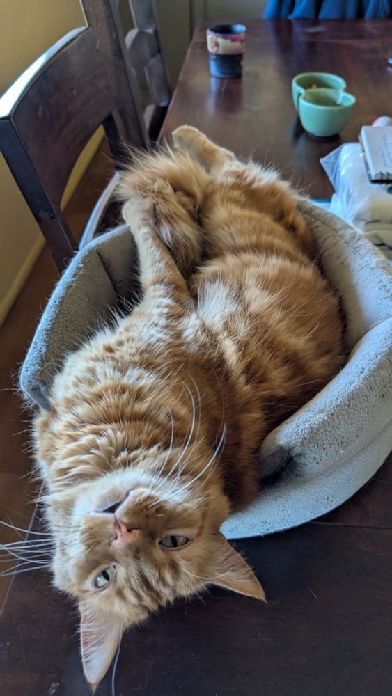 An orange cat is lounging upside down on his gray bed. His back legs are stretched out and his head is extended out of the bed. His eyes are vacant and his mouth is slightly open and he just looks goofy