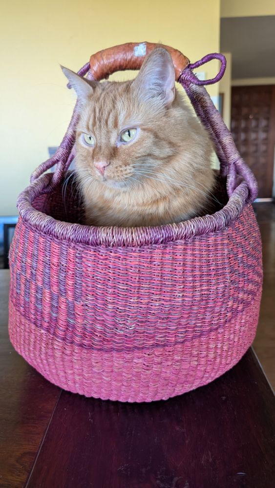 A handsome orange fuzzy cat is sitting in a large pink basket with a handle. He is looking to the side of the camera and he has beautiful yellow-green eyes and a pink nose