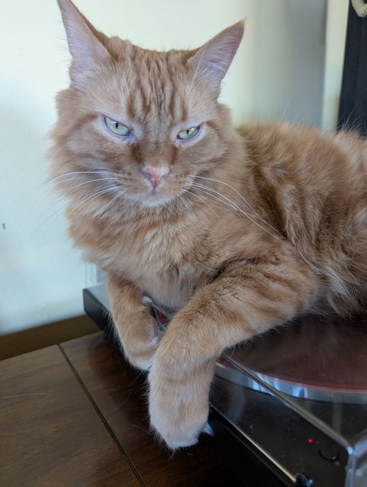 An orange cat is sitting on a record player looking very blase and judgy because his taste in music is definitely much better than yours