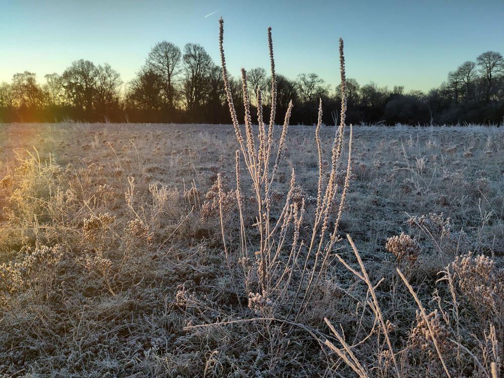 Frosty plants in a field, against a blue sky