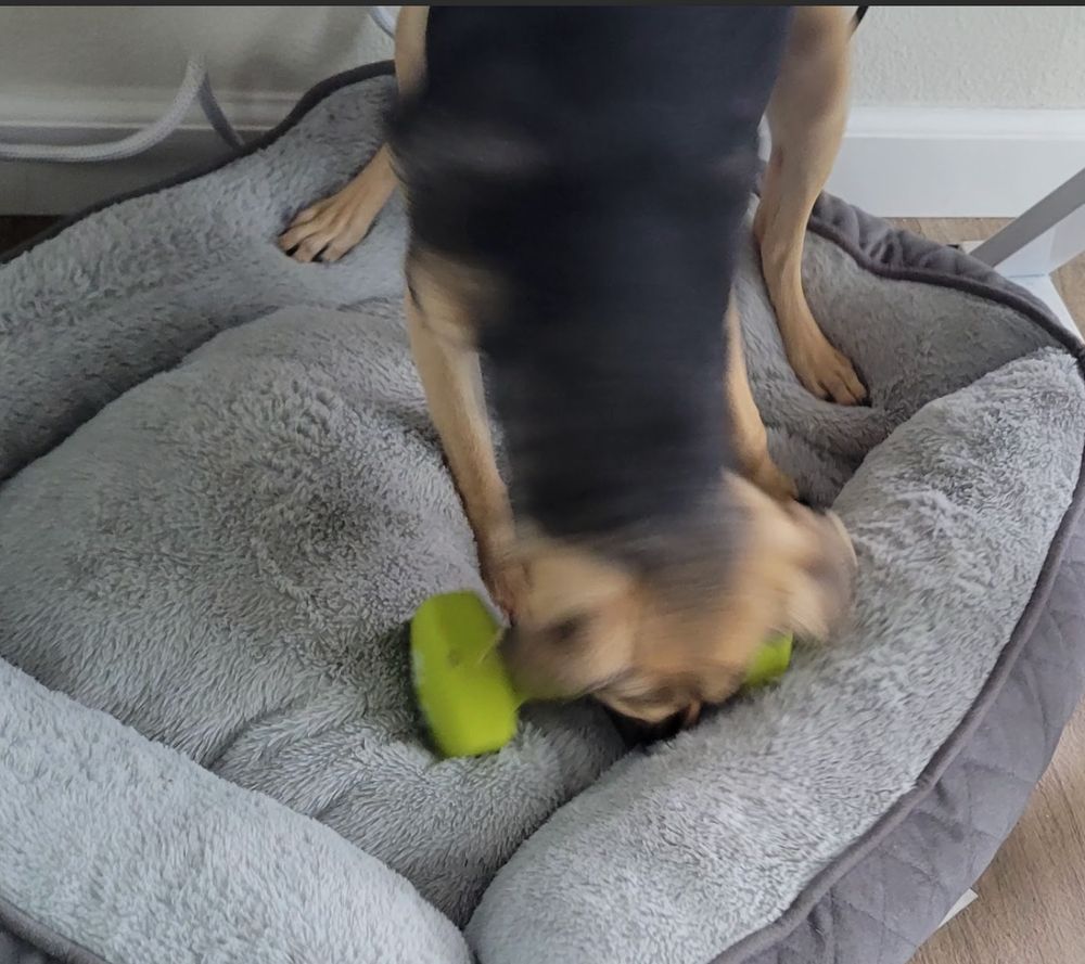 Small black and tan dog with 5 lb weight in his mouth taking his treasure to his grey dog bed under a desk.