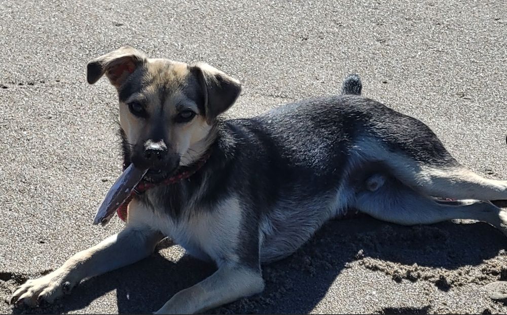 Small black and tan dog chewing on a muscle shell while lying down on beach sand.