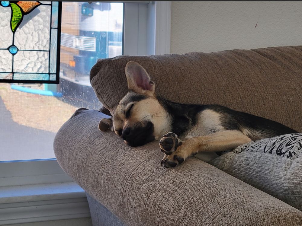 Small black and tan dog sleeping on the corder of a beige sofa