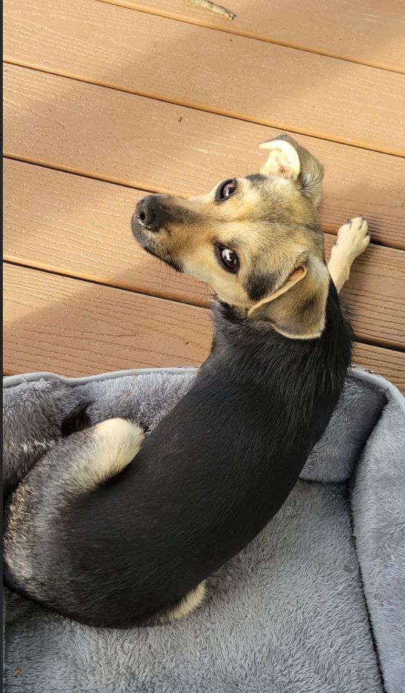 Small black and tan dog on a grey dog bed lounging on a porch looking up at the camera innocently.