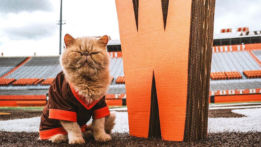 Bowling green’s unofficial mascot, Pudge the Cat, wearing an orange and brown jersey sitting on the field next to a cardboard W
