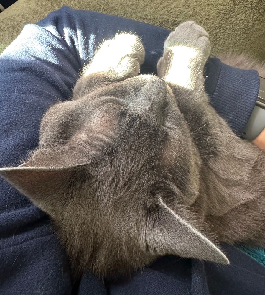 A photo of the top of a grey cats head snuggled in the arms of his servant. A ray of sun across his front paws 