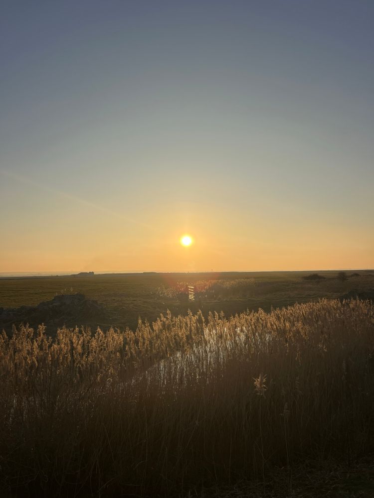 Sunset over reed bed at Chetney Marshes