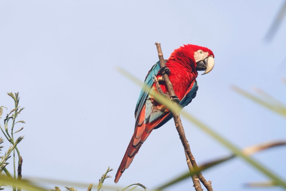 Red-and-green Macaw