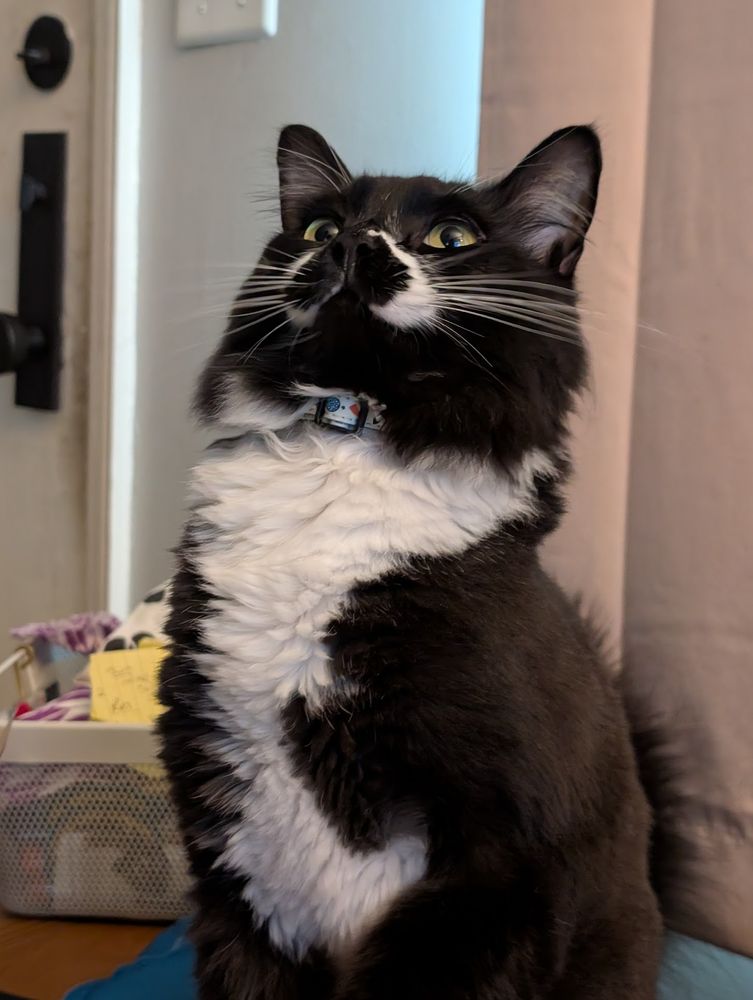 Alexander the Great, a 3 year old tuxedo/saimese mix, standing with his chin up and chest puffed out. He is very cute