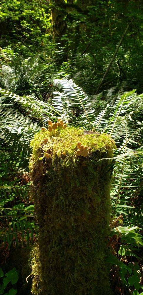 Very photogenic moss-covered log with mushrooms sprouting from the top
