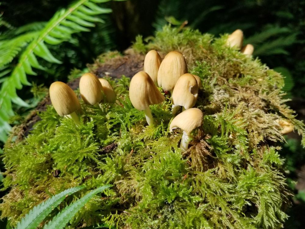 Closeup on the top of that log