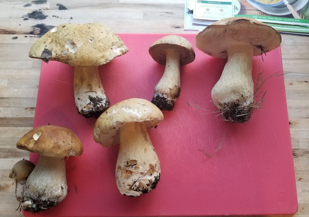 5 large porcini mushrooms 

#fungifriends