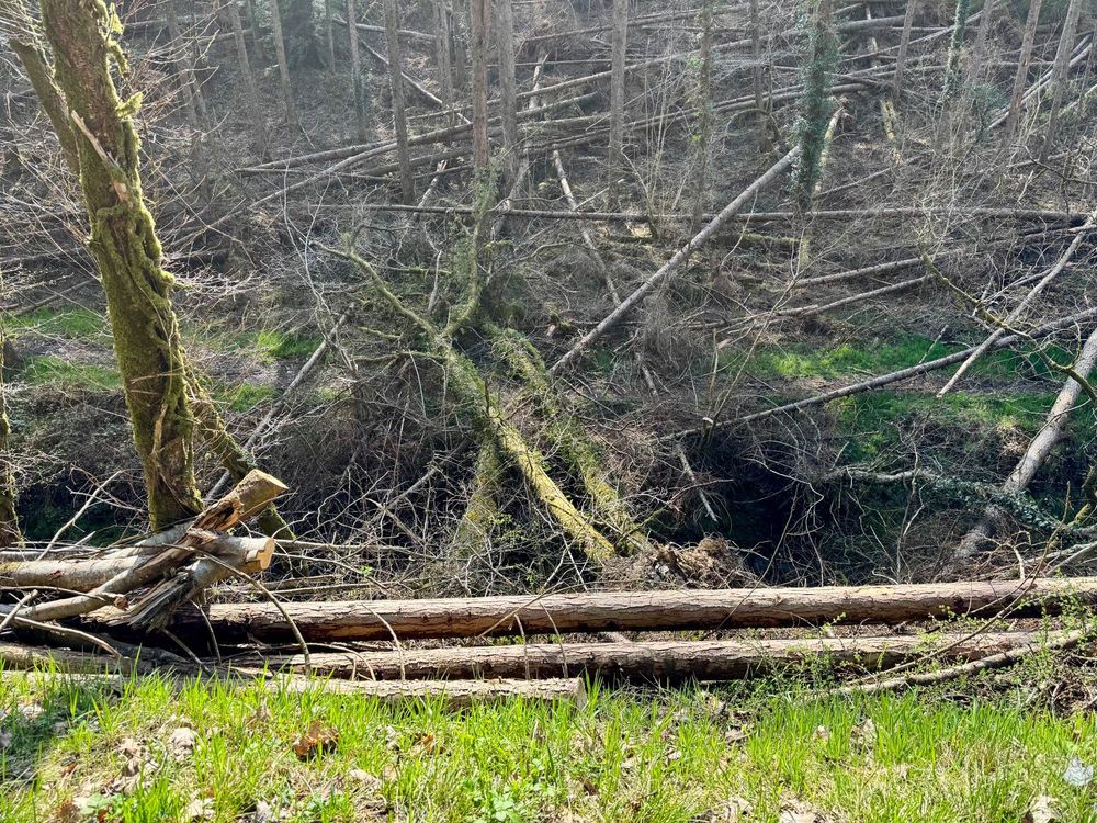 Damage in Brechfa Forest from Storm Darragh earlier this year. Lots of trees fallen across the footpath.