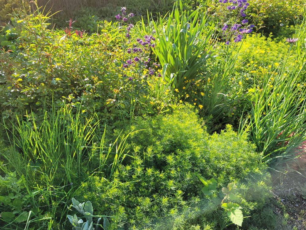 Photo of a meadow-like garden in the morning light.