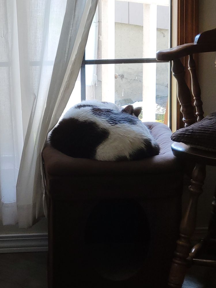 Photo of a black and white spotted cat napping on a small seat next to the window.