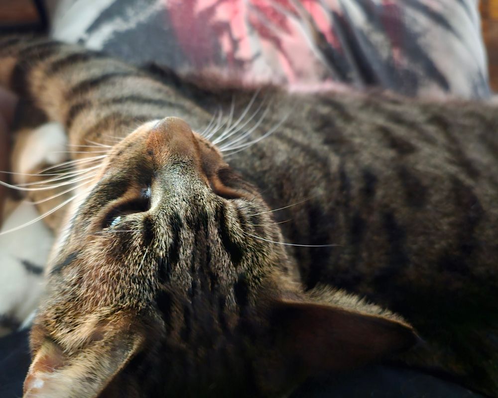 Top down photograph of my Tiger tabby cat who is sitting on my lap. Also in the photograph is the black and white cushion he is sitting on, a red light is shining on it. 
