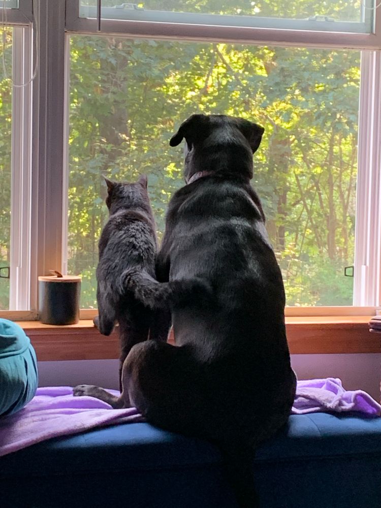 Cat and dog close together looking out the window