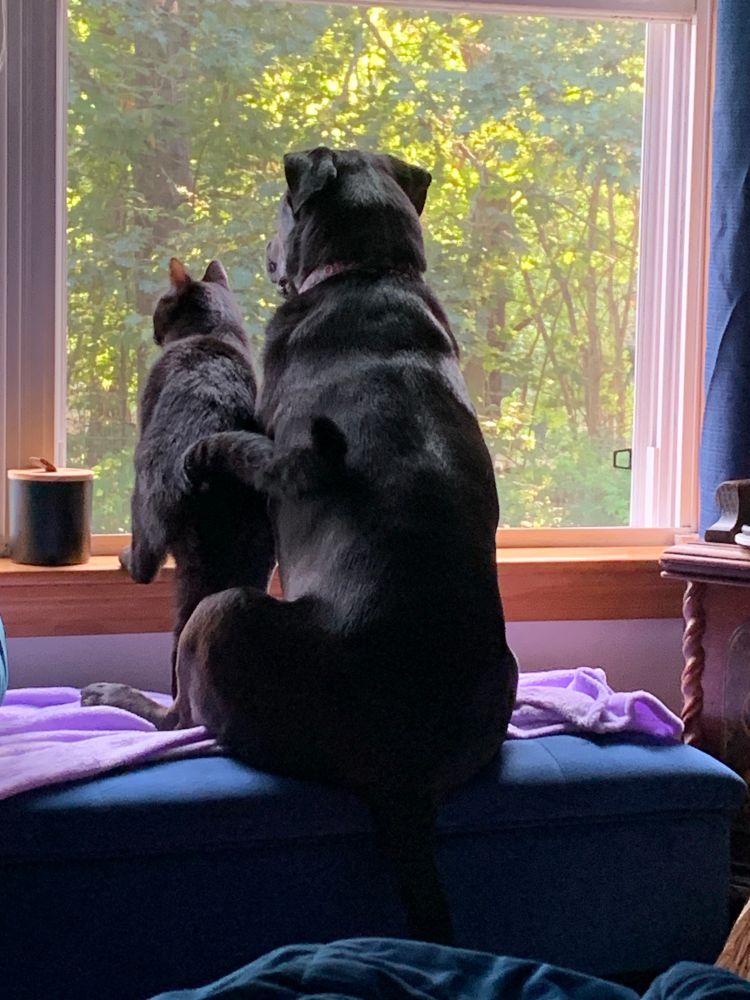 Cat and dog close together looking out the window