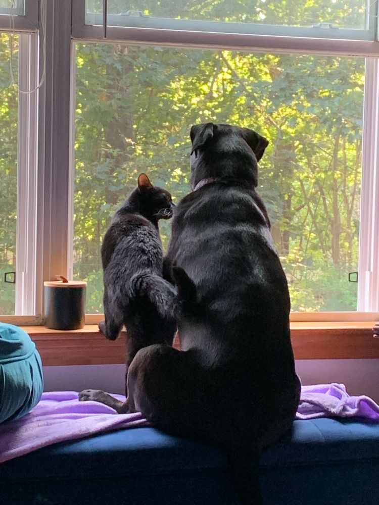 Cat and dog close together looking out the window