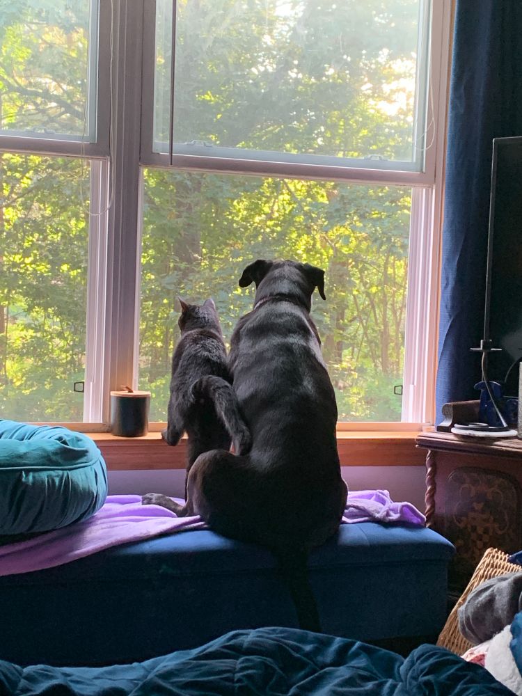 Cat and dog close together looking out the window