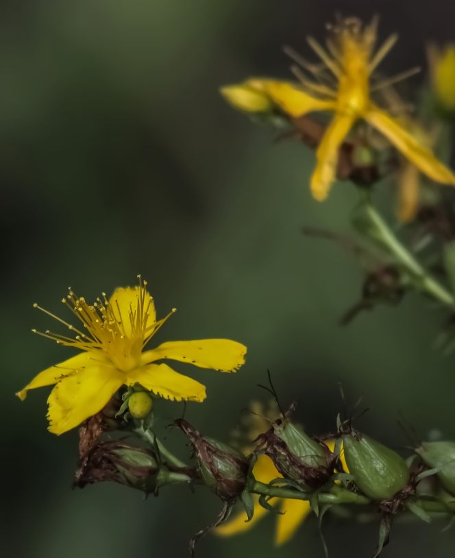 ©Jan Peters/Solivagant Wisdom, 2014

Image of yellow St. John's Wort blossoms