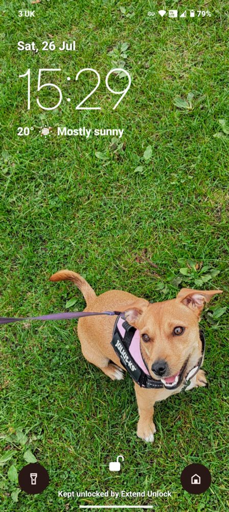 A lock screen showing a smiling dog on grass. 