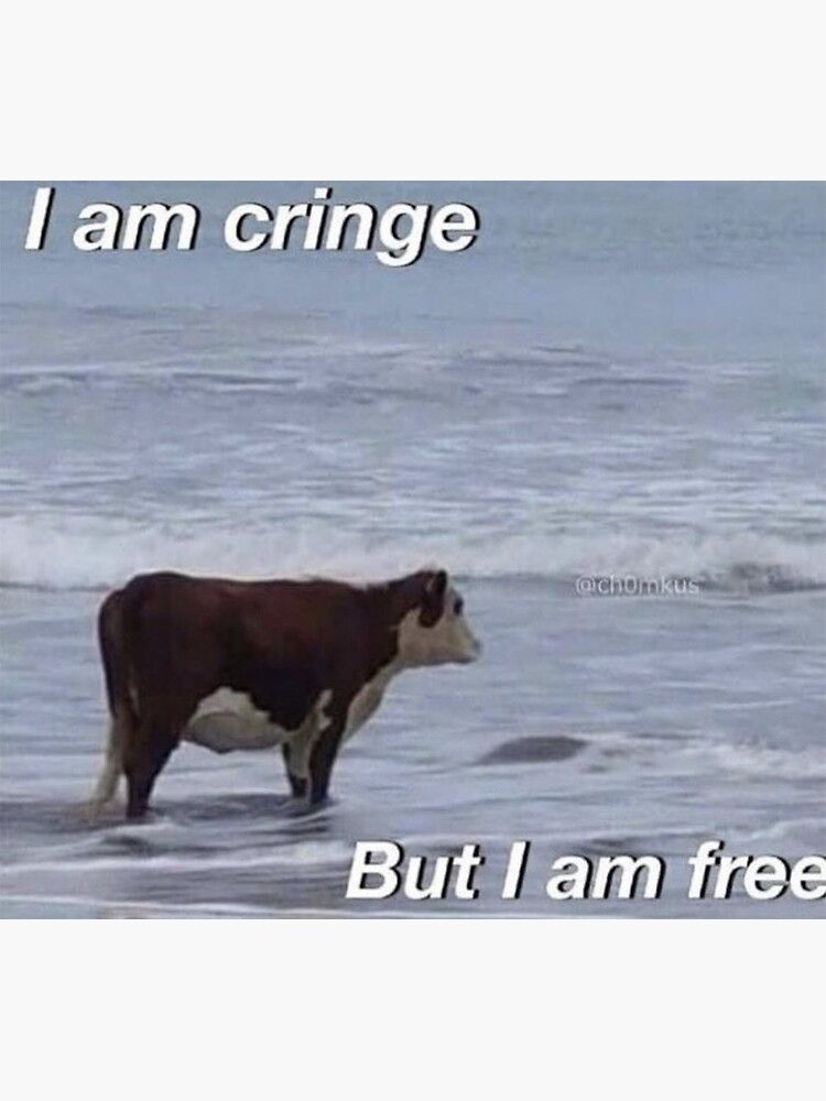 meme of cow staring into ocean, top text i am cringe, bottom text but I am free