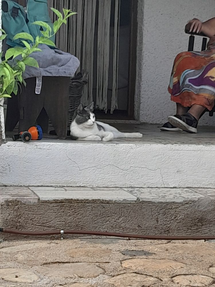 Handsome grey and white cat, lounging 