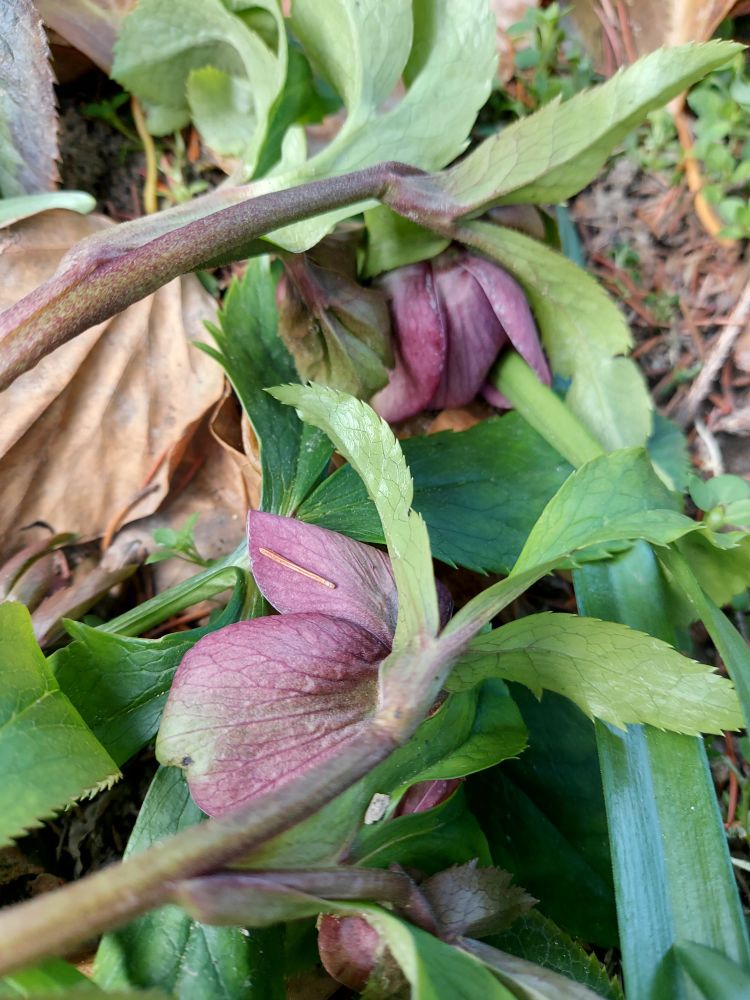 Hellebores