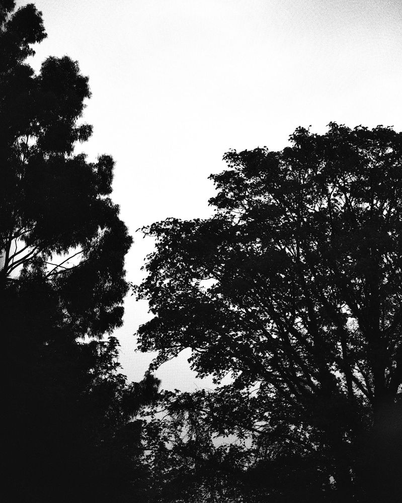 Black and white pictures of a tree line