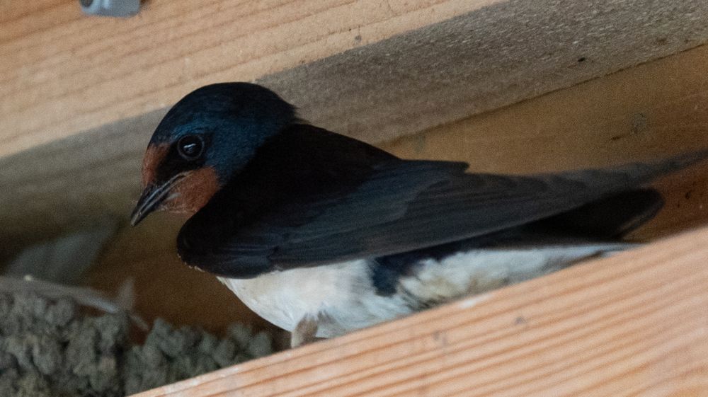 Swallow by its nest