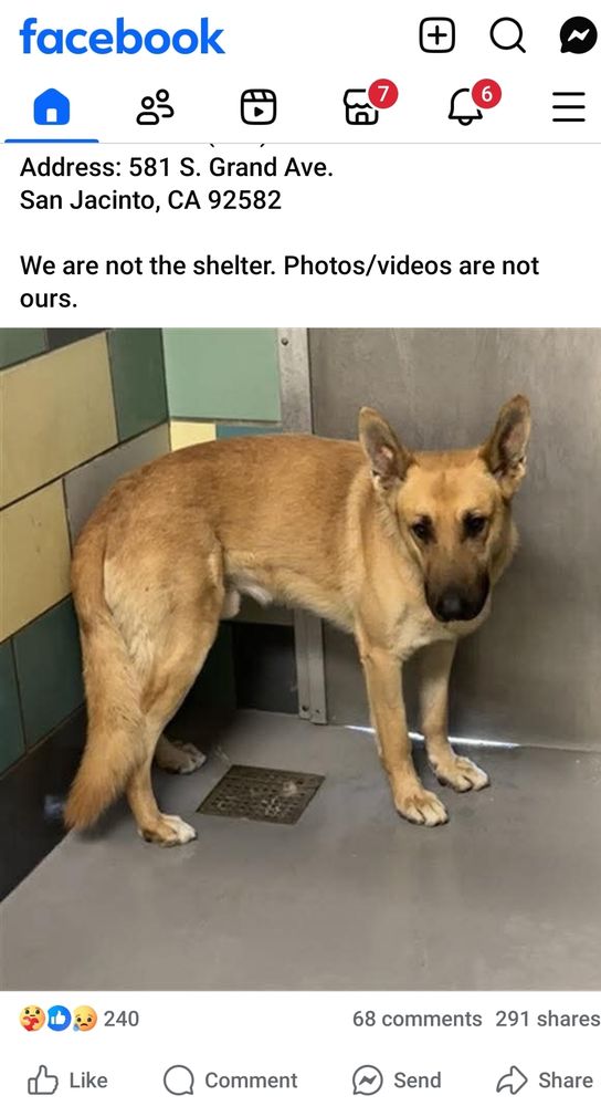Picture of a tan Shepard mix dog named Ohio