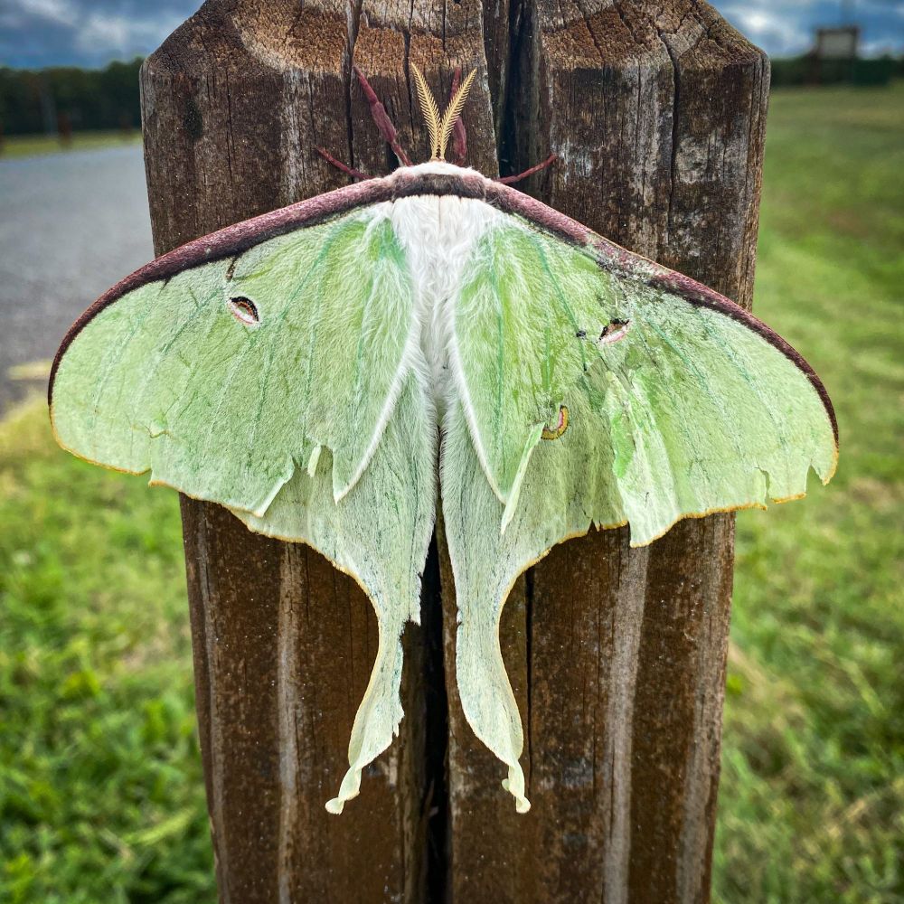 a beautiful green lunar moth attached to a bollard by the side of a road