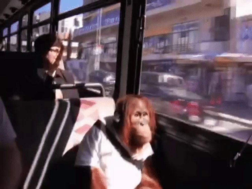 a monkey is sitting on a bus with a woman .