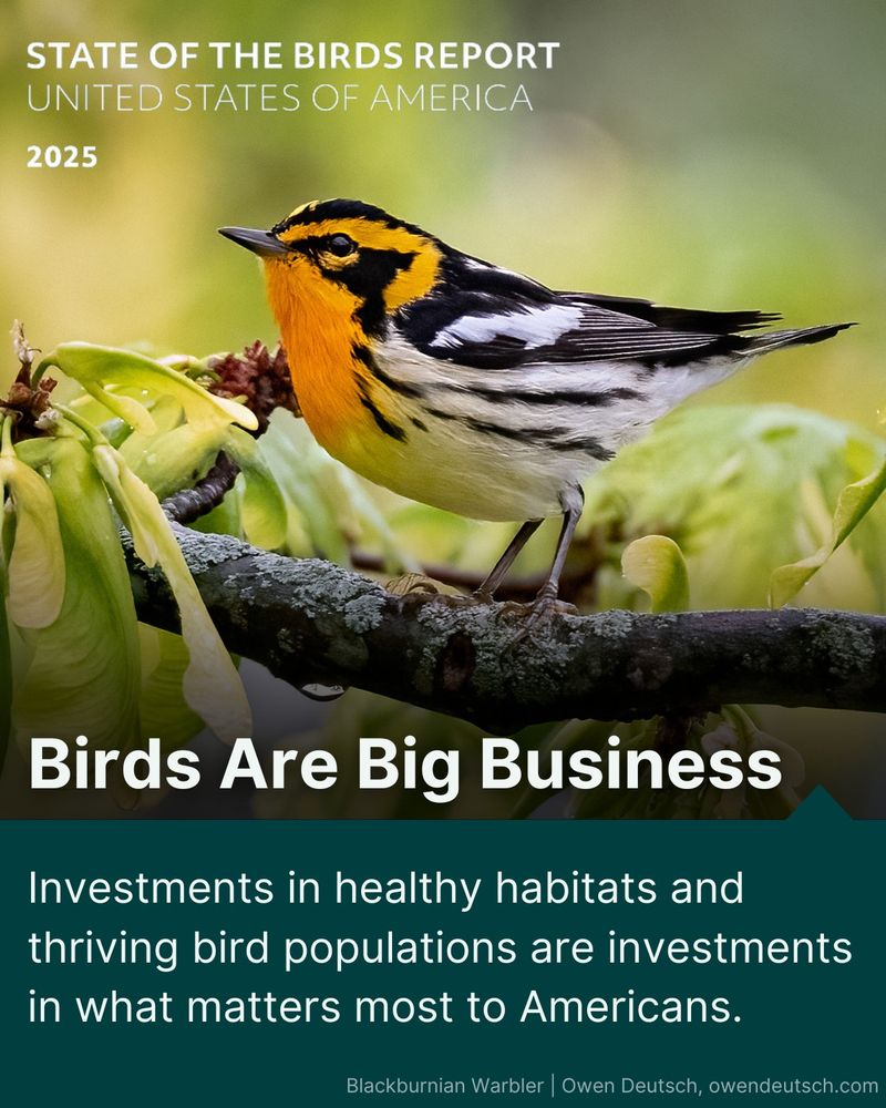 Graphic for State of the Birds Report 2025 featuring a vibrant Blackburnian Warbler perched on a branch, with text emphasizing the importance of investments in healthy habitats for bird populations.  Investments in healthy habitats are investments in what matters most to Americans. Photo by Owen Deutsch.