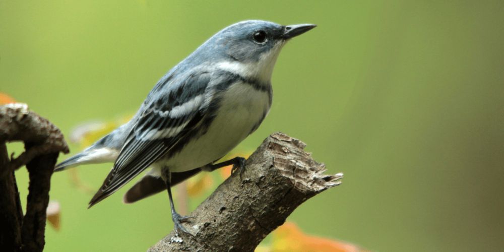 University of Maryland Center for Environmental Science and Appalachian Mountains Joint Venture/American Bird Conservancy Awarded $1.2 Million Grant to Use Big Data in Migratory Bird Conservation