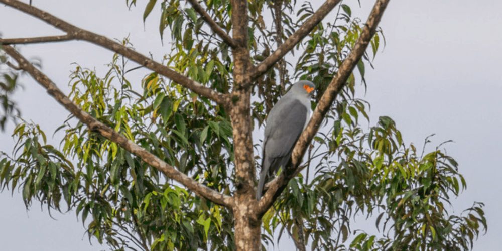 Lost Bird for 55 Years: Rare Goshawk Photographed for First Time in Papua New Guinea