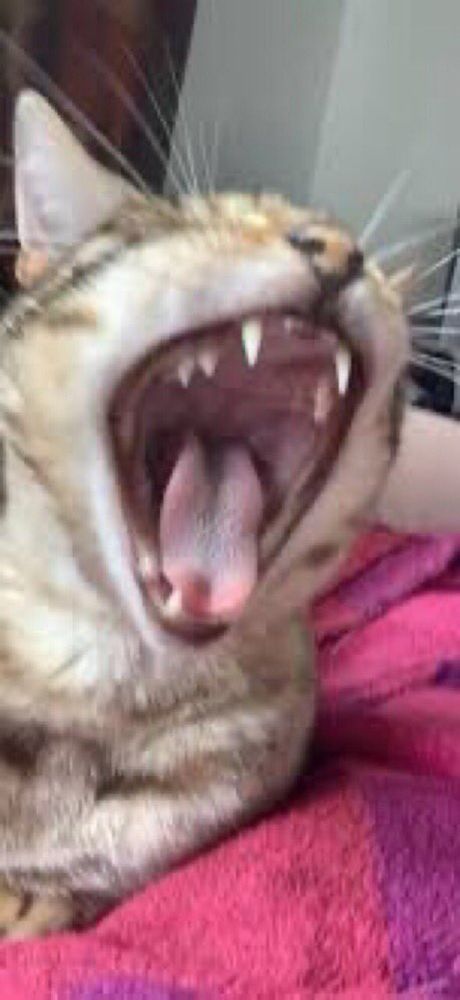 yowling cat, yearning yearning, yearning w need