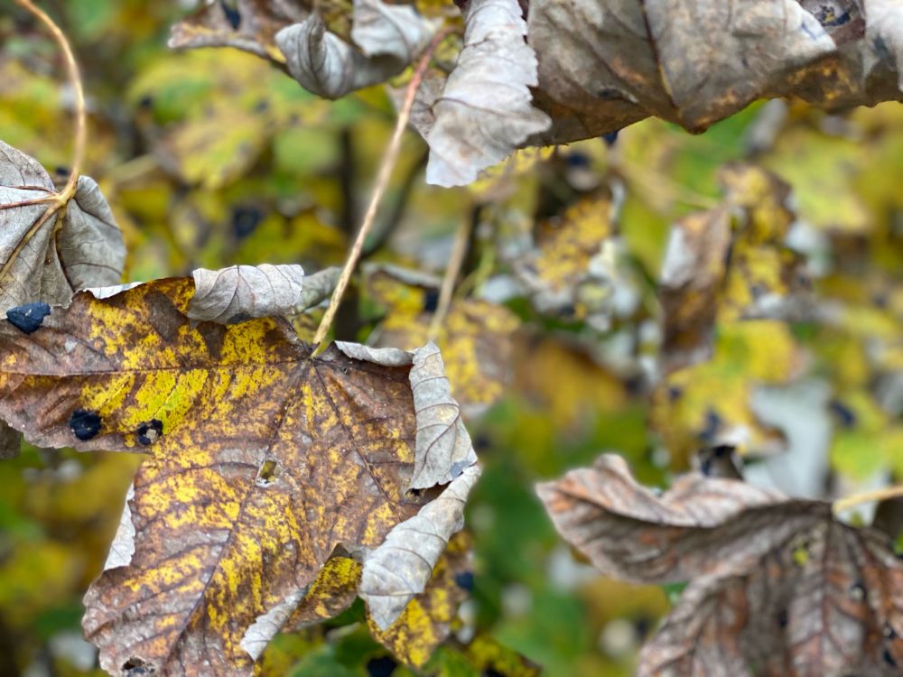 Welkendes Ahornblatt 🍁