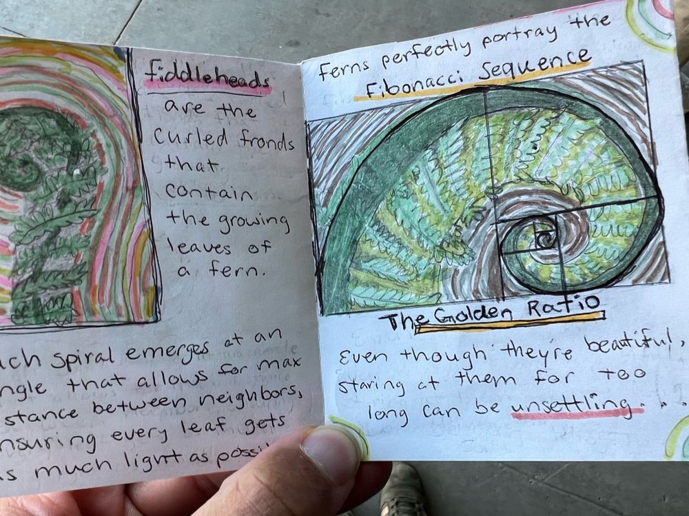 Zine pages discussing fiddle head form and the golden ratio. 
