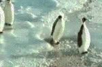 penguin slaps other penguin walking by in the head, knows him through the ice.