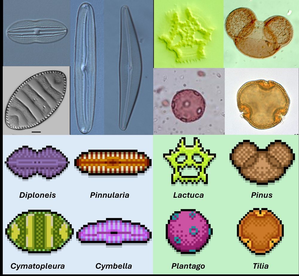 original images of pollen and diatom species, which have been converted into pixilated art
