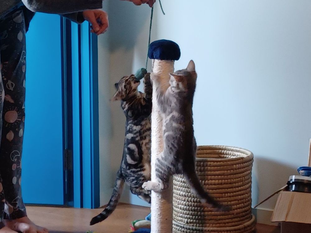 Two tabby kittens, one light and one dark, climbing a scratching post in seach of a toy mouse being dangled by a mostly off-screen human.