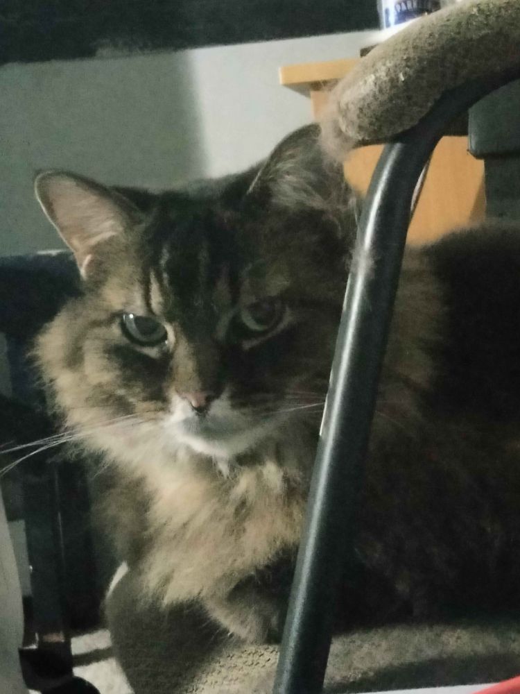 cat